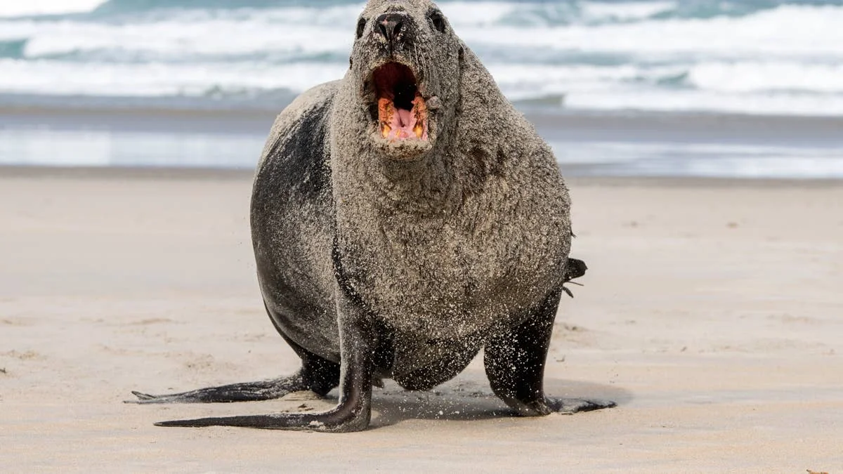 Aggressive Sea Lion Pursues Surfer in New Zealand Waters