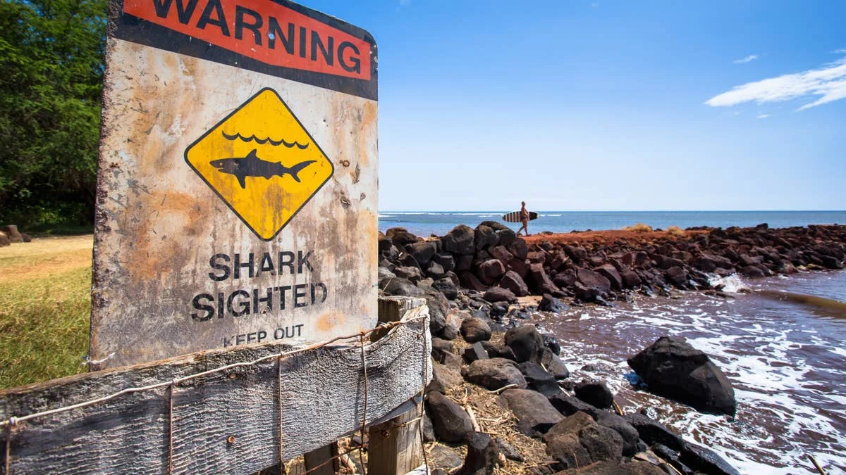 Why Great White Sharks Are Suddenly Haunting Safe Coastlines